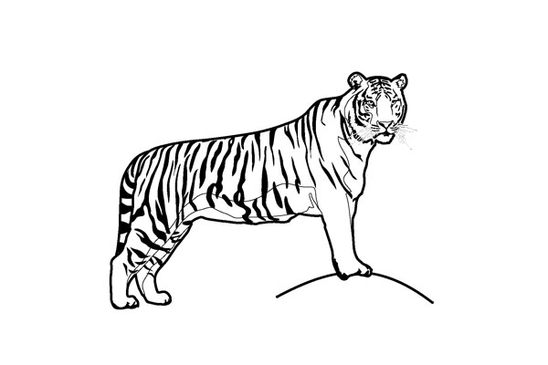 Tiger 02