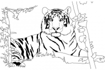 Tiger 03