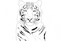 Tiger 04