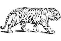 Tiger 09