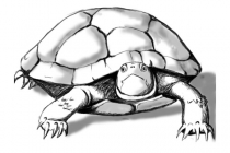 Sköldpadda 09