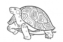 Sköldpadda 15