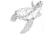 Sköldpadda 22
