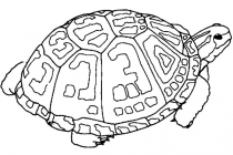 Sköldpadda 26