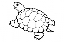 Sköldpadda 27