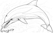 Delfin med småfisk