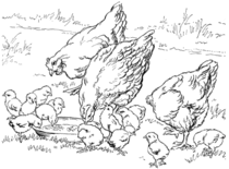 Hönor och kycklingar